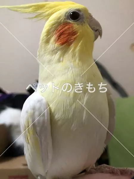 迷子鳥の画像