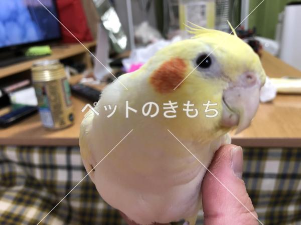 迷子鳥の画像