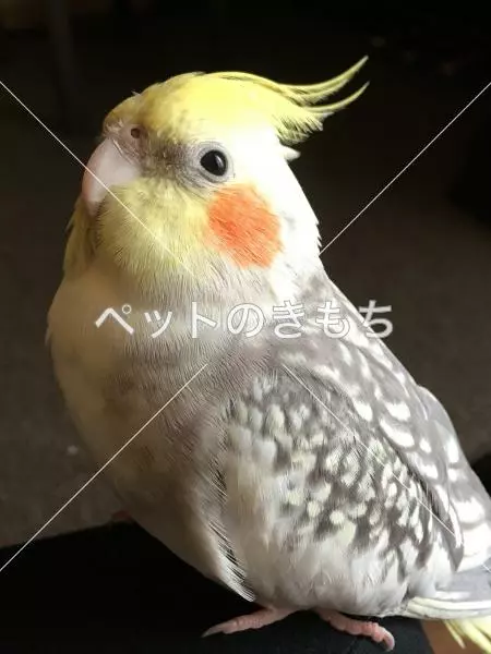 迷子鳥の画像