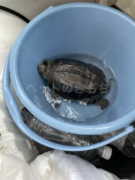 迷子ペットの画像