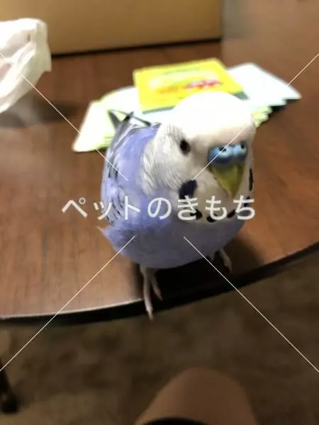迷子鳥の画像