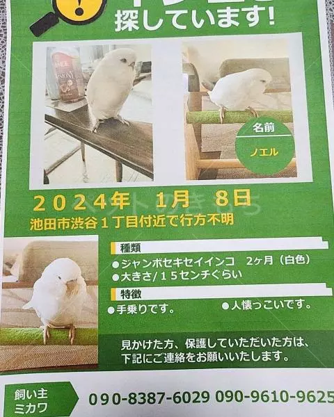 コメントの画像