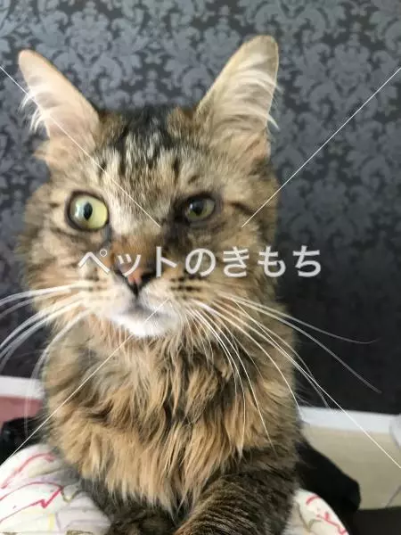 保護猫の画像