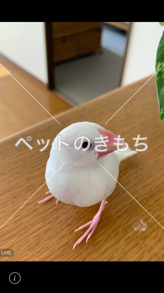 迷い鳥の写真