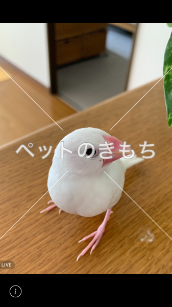 迷子鳥の画像