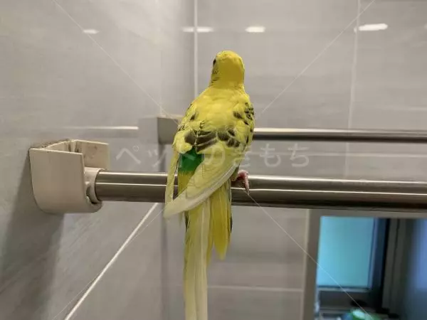 コメントの画像