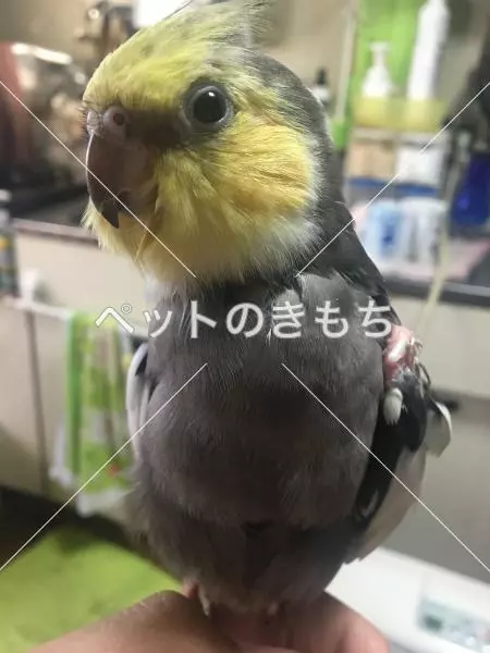 迷子鳥の画像