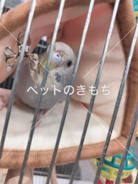 コメント投稿の画像