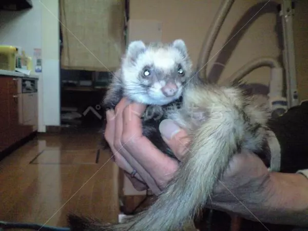 迷子ペットの画像