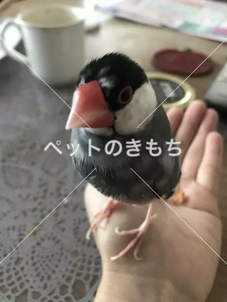 迷子鳥の画像