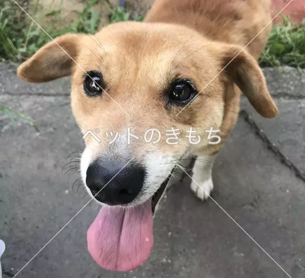 保護犬の画像