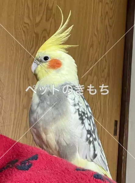 迷子鳥の画像