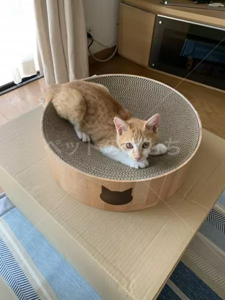 迷子猫の画像
