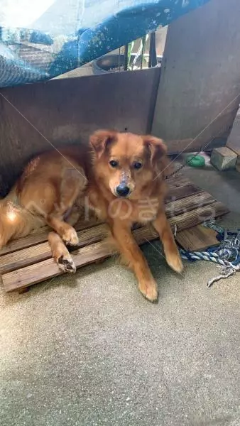 迷子犬の画像