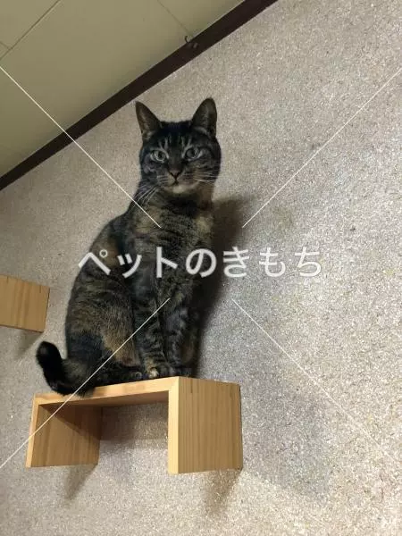 迷子猫の画像