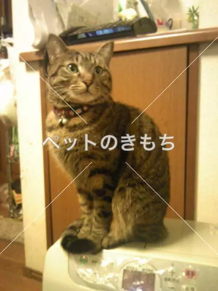 迷子猫の画像