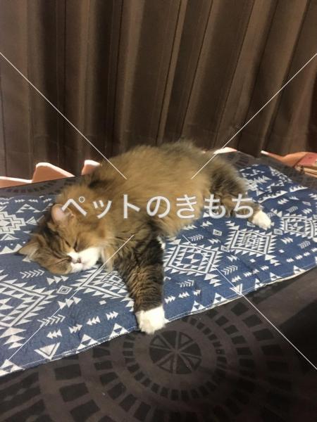 迷い猫の写真