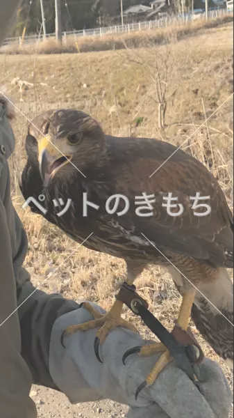 迷子鳥の画像