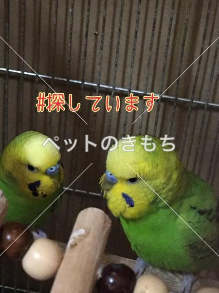 迷子鳥の画像