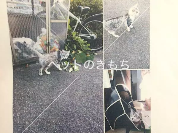 迷子猫の画像