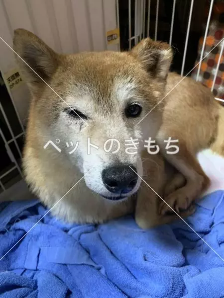 保護犬の画像