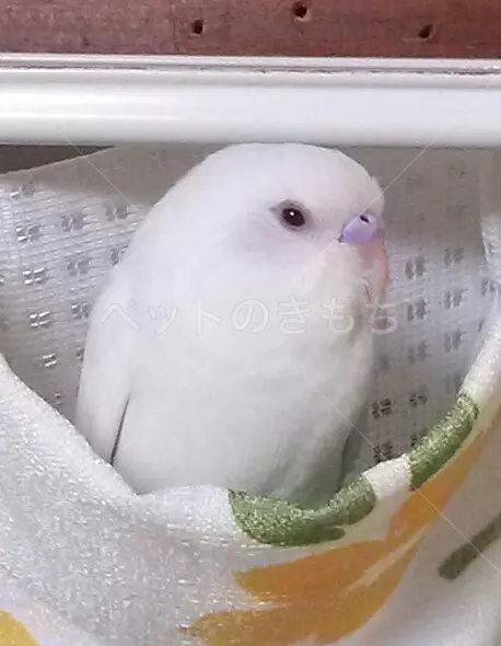 コメント投稿の画像