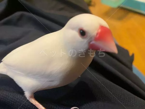 迷子鳥の画像