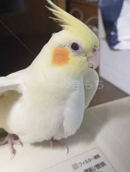 迷子鳥の画像
