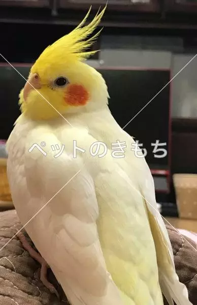 迷子鳥の画像