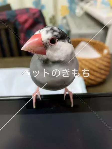 迷子鳥の画像