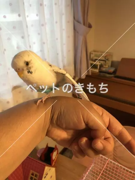 コメント投稿の画像