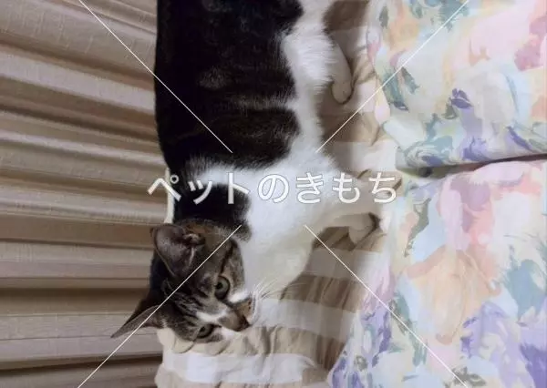 迷子猫の画像
