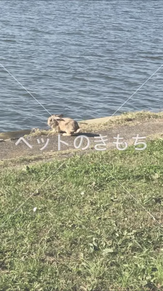 コメント投稿の画像