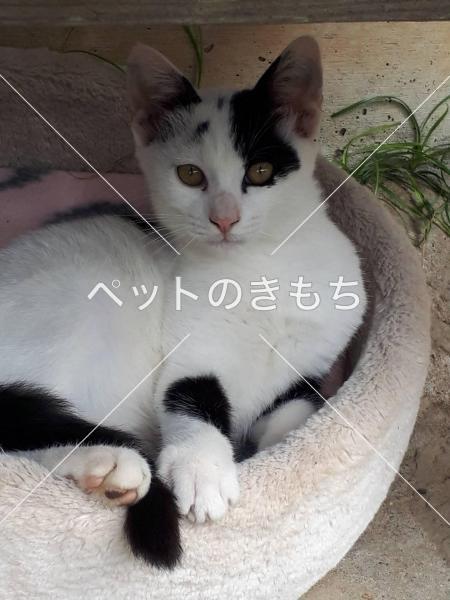 迷い猫の写真