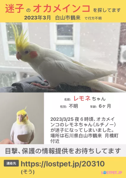 迷子鳥の画像