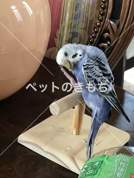 迷子鳥の画像