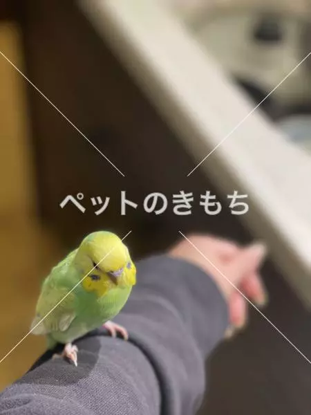 迷子鳥の画像