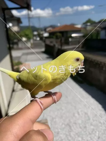 迷子鳥の画像