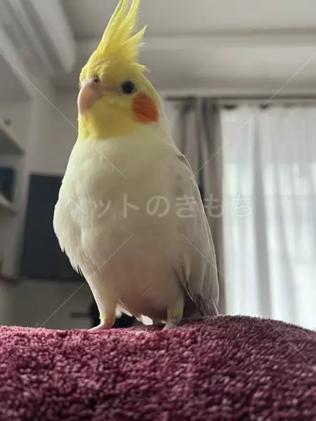 迷子鳥の画像