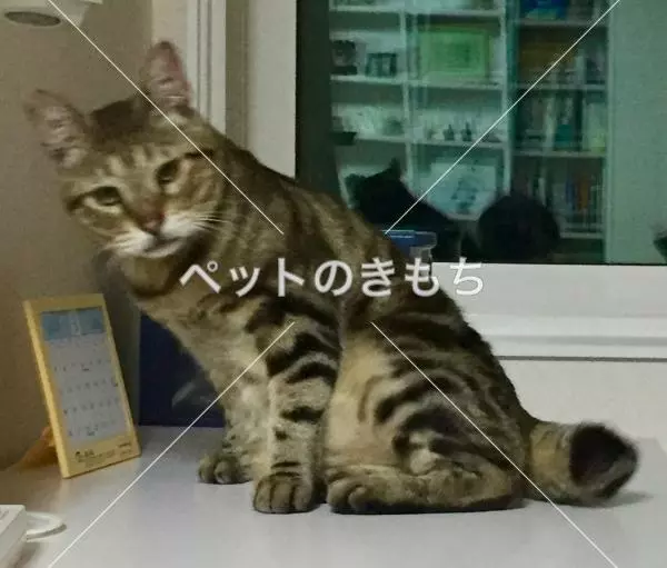 保護猫の画像