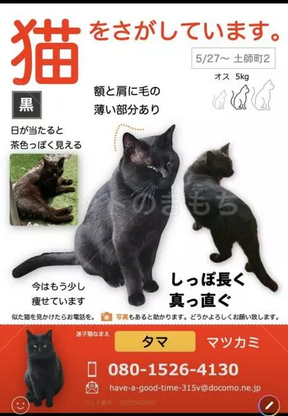 迷子猫の画像