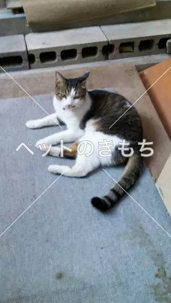 迷子猫の画像
