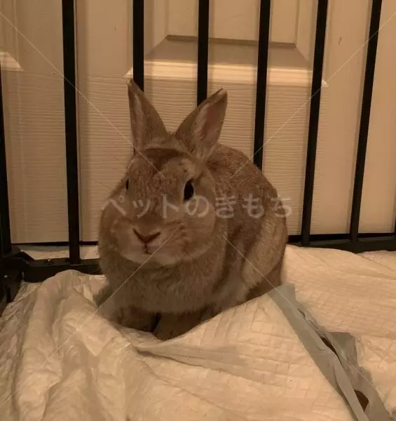 保護ペットの画像