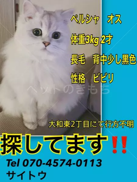 迷子猫の画像