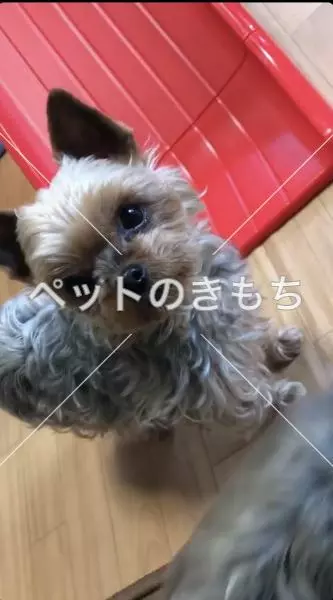 迷子犬の画像