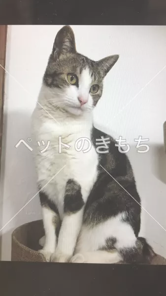 迷子猫の画像