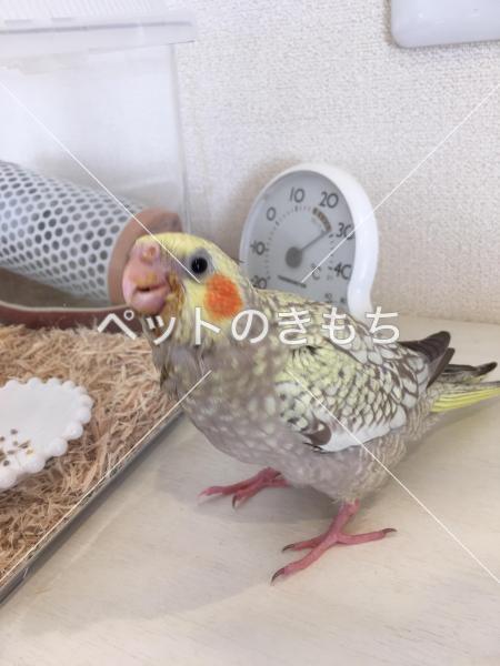 迷子鳥の画像