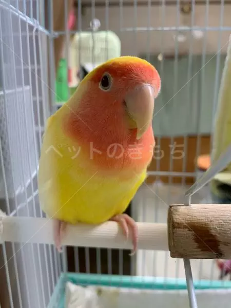 迷子鳥の画像