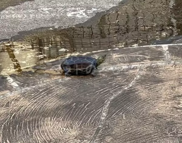 迷子ペットの画像