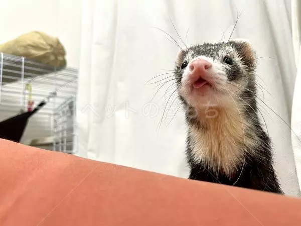 迷子ペットの画像